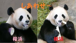 【桜浜、桃浜の竹の子美味しい～】春のパンダ達のお楽しみ、竹の子を食べる桜浜、桃浜です。