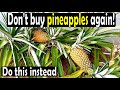 How to regrow store-bought pineapple using the top for faster harvest | Dr. OBi's Garden