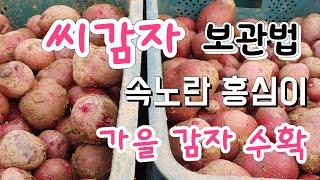 가을 감자 수확 결과는 ? 속노란 홍심이 감자 감자중 최고로 맛있는 감자 # Potato storage method