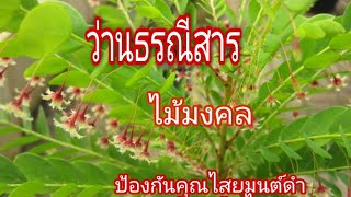 ว่านธรณีสาร หรือต้นธรณีสาร ไม้มงคล ควรหามาปลูกที่บ้าน เชื่อกันว่า จะป้องกันคุณไสยมนต์ดำ สิ่งชั่วร้าย