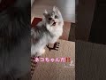 cat ねこ 猫 ねこのいる生活 ミヌエット