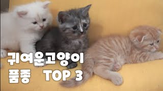 귀여운 고양이 품종 TOP 3