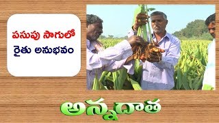 New Turmaric Varieties in Raised Beds | Proved to be Successful | Mahabubabad Farmer || ETV Annadata