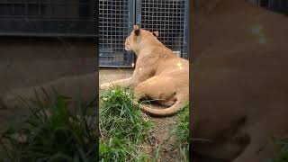 愛獣★⑥ライオン・獅子・カノちゃん★優美ナ肢体・Lion・・・沖縄こどもの国・Okinawa Zoo \u0026 Museum(20210331)