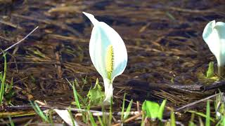 ≪上越妙高百景≫いもり池～水芭蕉