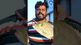 விலை மீன் | Emperor fish #shorts