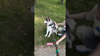 不拆：坐上爹地的副駕，咱倆天下第一好！ #哈士奇 #萌寵 #dog #pet