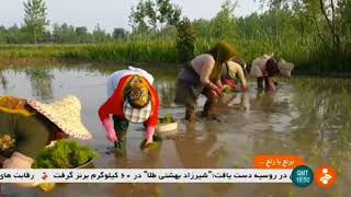 Iran Rice cultivation, Sangar district, Gilan province برداشت برنج بخش سنگر گيلان ايران