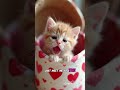 compilation of cats singing the song apt😲ᓚᘏᗢ apt kitten cat meow