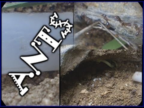 How To Catch Ants For An Ant Farm How To Catch Ants For An Ant Farm