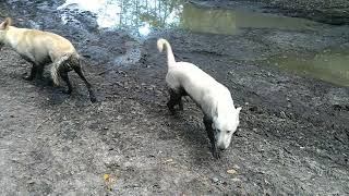 Suwannee River German Shepherds stuck in the mudd