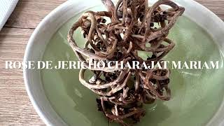 ROSE DE JERICHO ou CHARAJAT MARIAM REMÈDE PROPHÉTIQUE POUR TOMBER ENCEINTE 🤰