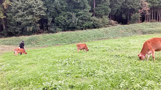 【ジャージー牛】放牧地へ移動する子牛たち