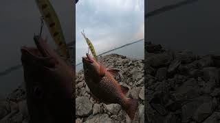 ഇങ്ങനെ ഒരുത്തനെ കിട്ടീട്ടുണ്ട്,🎣#fish #fishing #fishingvideos