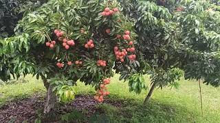 world famous Bombay litchi tree of our garden