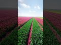 Topping Tulips, When in the Netherlands, you have to visit one of their breathtaking tulip fields. 🌷