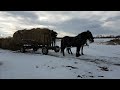 moving round bales with horses