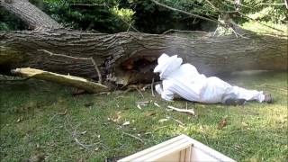 Récupérer une colonie d'abeilles installée dans un tronc d'arbre  Honey bee colony rhonyemoval