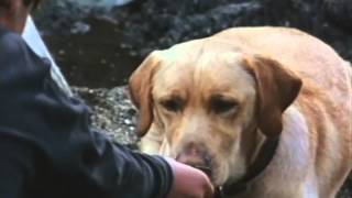 Far From Home: The Adventures Of Yellow Dog Trailer 1994