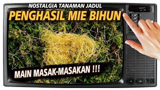 Nostalgia: Tanaman Penghasil Bihun / Mie Kuning (Benalu) Untuk Masak-Masakan anak Generasi 80an 90an