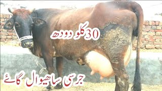 Sahiwal Jersey cros cow for sale in pakistan on youtebe 17/1/2021