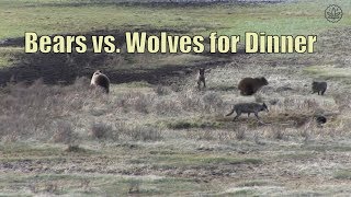 Bears and Wolves fighting for Dinner | Nature is harsh | Bear vs Wolf | Bears vs Wolves Documentary