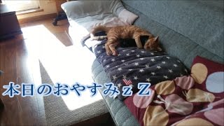 旭川市　東光　ほんむら 動物病院＊猫の寝床（2017/4/18）