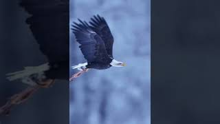 Eagle is landing on the ice with food #photography #travel#shorts