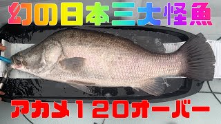 幻の日本三大怪魚アカメ釣り体験１２０ｃｍオーバー