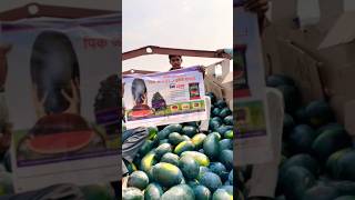 #તરબૂચ#watermelon#tarbuch #agriculture #farming #sorts #farming #villagelife#vegetables #viralvideo