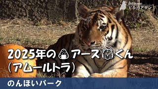 2025年の🍙アース🐯くん（アムールトラ）