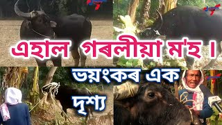 এহাল গৰলীয়া ম'হ আৰু এক ভয়ংকৰ দৃশ্য ।  @janibomonjai