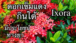 ดอกเข็ม เข็มแดง กินได้ สรรพคุณทางยา Ixora