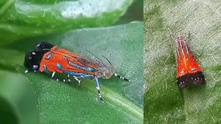 A colourful Gelechiid Moth || Look at the crazy Movements..!