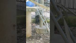 厚夏🌞⑳チンパンジー・モコイチくん・ギンくん・沖縄こどもの国・・・Chimpanzee ・Okinawa Zoo \u0026 Museum(20240801)