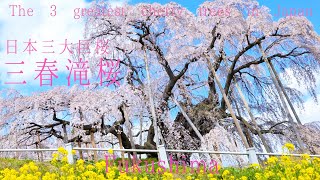 The most beautiful cherry trees in Japan  三春滝桜 ２０２１  日本3大巨桜Fukushima  [cherry blossom] 4K