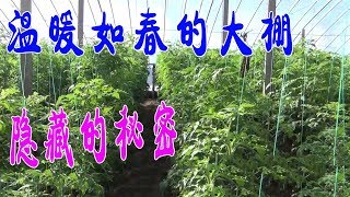 温暖如春的蔬菜大棚，背后隐藏着哪些不为人知的秘密呢？【付老师种植技术团队】