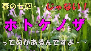 ホトケノザには、春の七草じゃない植物もあるんですよ？