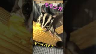 モモンガドライバナナ食べる！