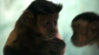Capuchin monkey fights for equal rights - Inside the Animal Mind: Episode 3 - BBC