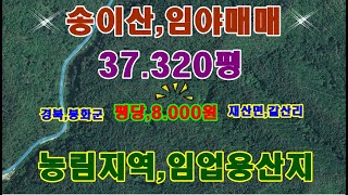 송이산,임야매매,37.320평 평당,8.000원에 급 매매 합니다 도로와 근접하고 계곡근처,전기,주위에 있습니다 매매가,2억9.800만원에 매도 합니다 사정상 직장 관계로 매도함,