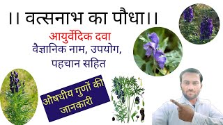 वत्सनाभ का पौधा ।  वत्सनाभ  ।  आयुर्वेदिक दवा वत्सनाभ  ।  Aconitum ferox  ।  Monk's hood ।