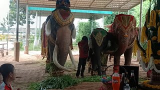 พิธีบายศรีสู่ขวัญวันเกิดน้องดาว