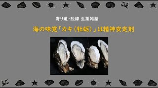 【119話】海の味覚「カキ(牡蛎)」は味覚をよくする/その貝がらは精神安定剤【寄り道・脱線 生薬雑話】