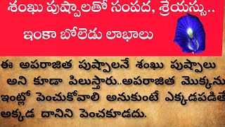 🌹శంఖు పుష్పాలతో సంపద, శ్రేయస్సు.. ఇంకా బోలెడు లాభాలు 🌹|| తాళపత్ర నిధి || ధర్మ సందేహాలు