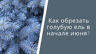 Как обрезать голубую ель в начале июня?