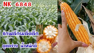 NK6848 ต้นเตี้ย ฝักสั้น แต่มีดีไม่แพ้สายพันธุ์อื่น