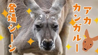 アカカンガルーの登場シーン！