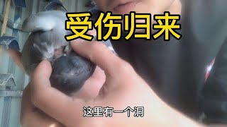 【小悠賽鴿】117期：昨天丟得春季賽鴿，今天受傷歸來，成功逃脫老鷹🦅魔爪之下