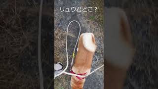 かくれんぼ隠れる♂と探す♀豆柴 #Shorts